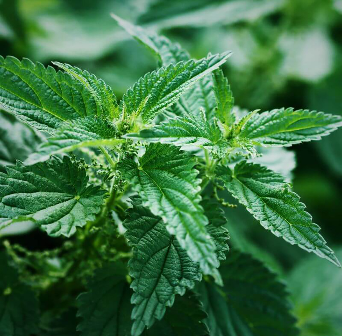 The Health Benefits of Nettle-1320x1297
