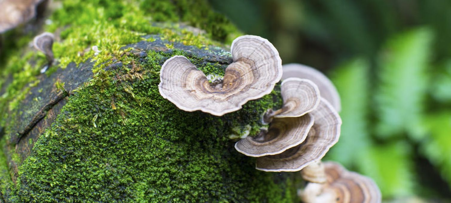 USTurkeyTail Mushrooms