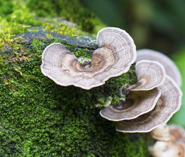 USTurkeyTail Mushrooms