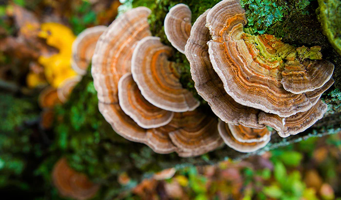how-to-identify-turkey-tail-mushrooms-a-step-by-step-guide
