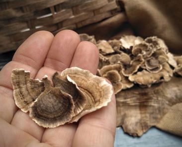 turkey-tail-mushrooms