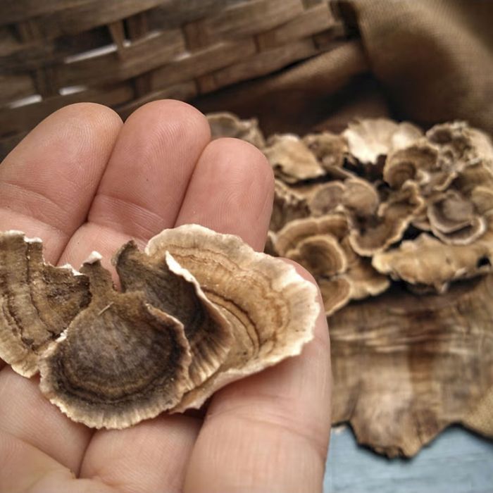 turkey-tail-mushrooms