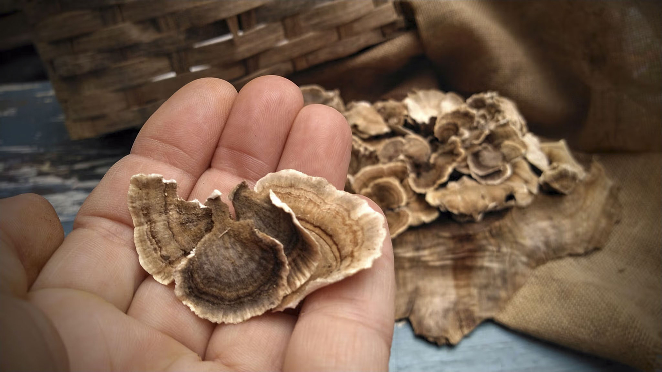 turkey-tail-mushrooms