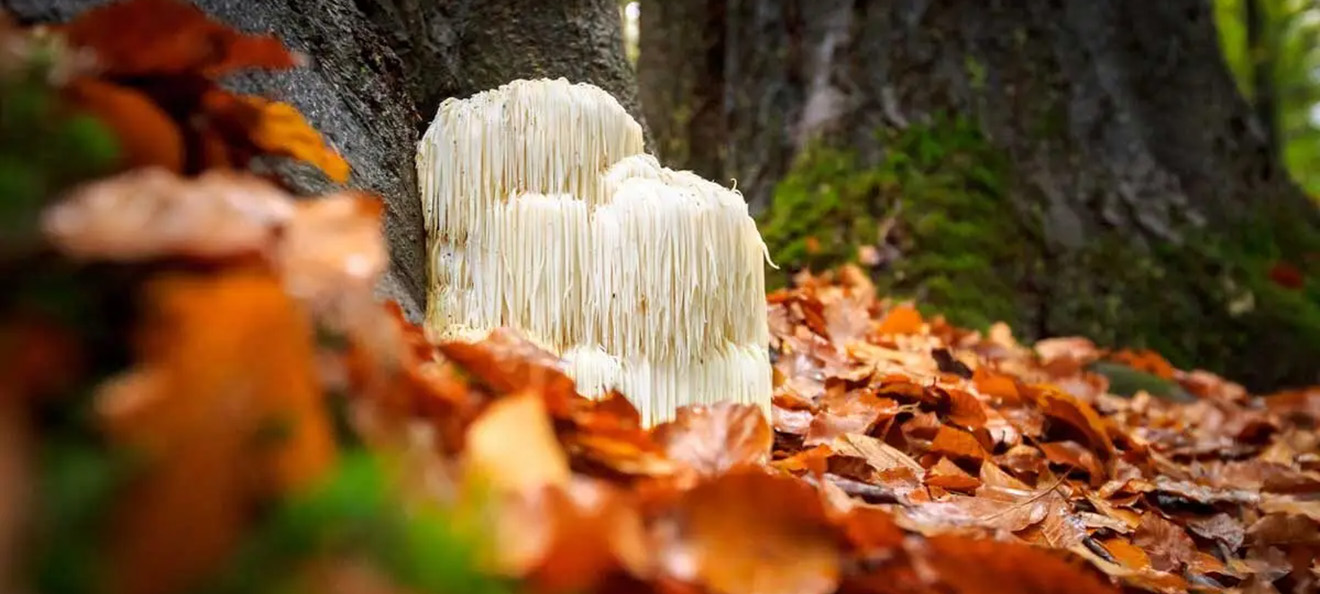 LionsMane_mushrooms-1320x587