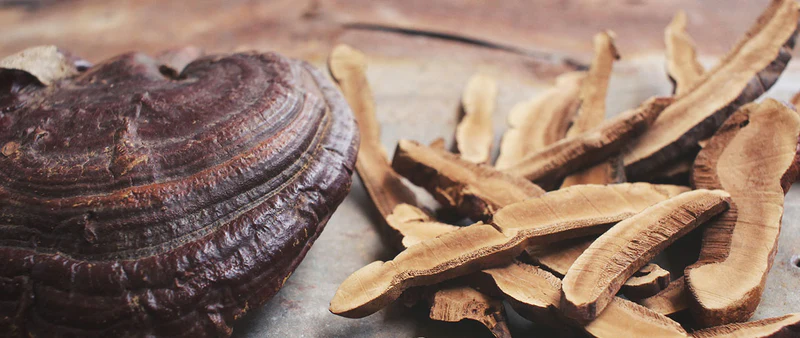 Reishi_Vs._Turkey_Tail_Our_Analysis_Of_Their_Differences_800x800