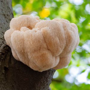 mushrooms-lions-mane-mossy-log-forest-1320x1295