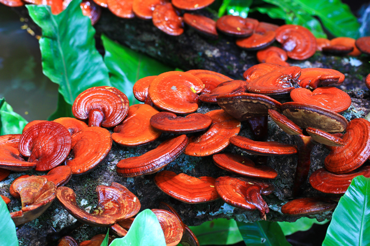 reishimushroom-800